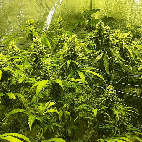 Vision kosher growlog timeline photo