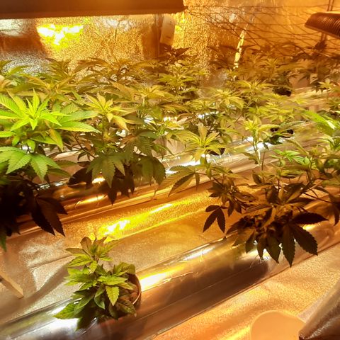 Amnesia X Buddha Kush growlog timeline photo