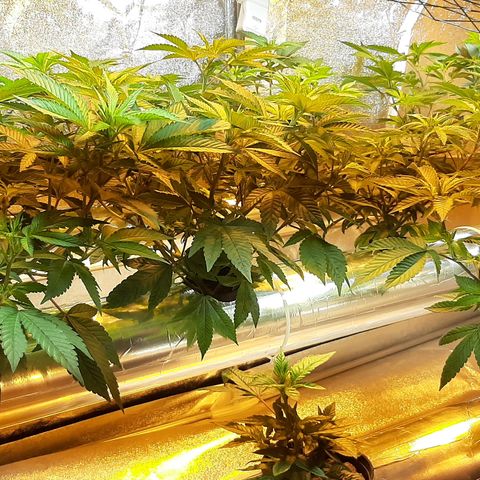 Amnesia X Buddha Kush growlog timeline photo