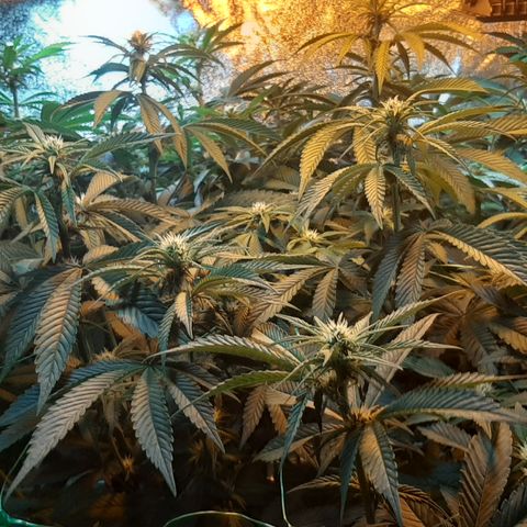 Amnesia X Buddha Kush growlog timeline photo