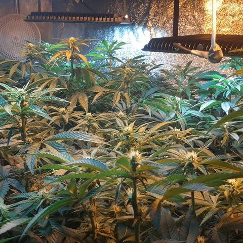 Amnesia X Buddha Kush growlog timeline photo
