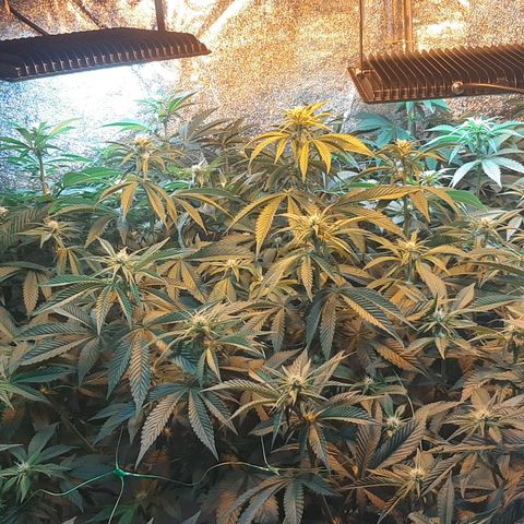 Amnesia X Buddha Kush growlog timeline photo
