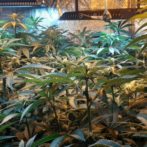 Amnesia X Buddha Kush growlog timeline photo