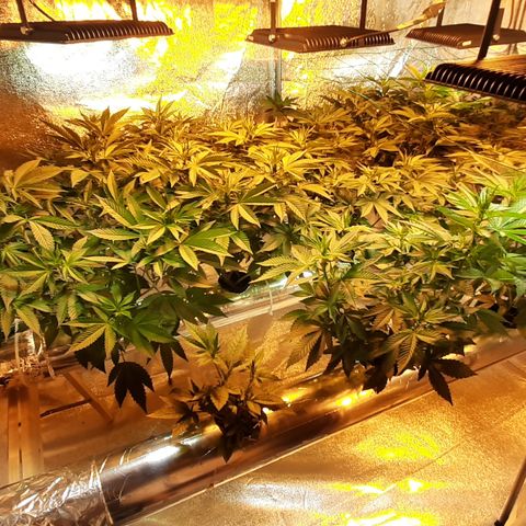 Amnesia X Buddha Kush growlog timeline photo