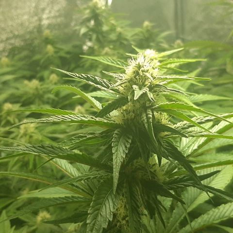 Amnesia X Buddha Kush growlog timeline photo