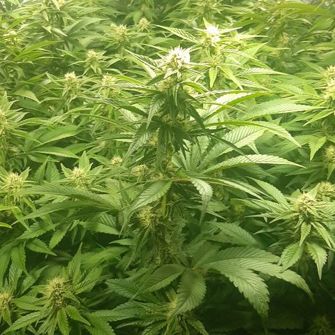 Amnesia X Buddha Kush growlog timeline photo