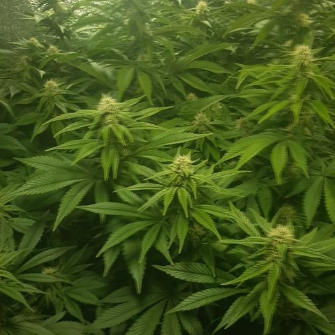 Amnesia X Buddha Kush growlog timeline photo