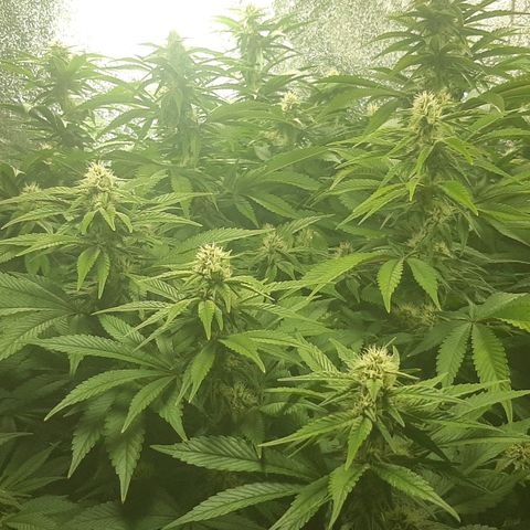 Amnesia X Buddha Kush growlog timeline photo
