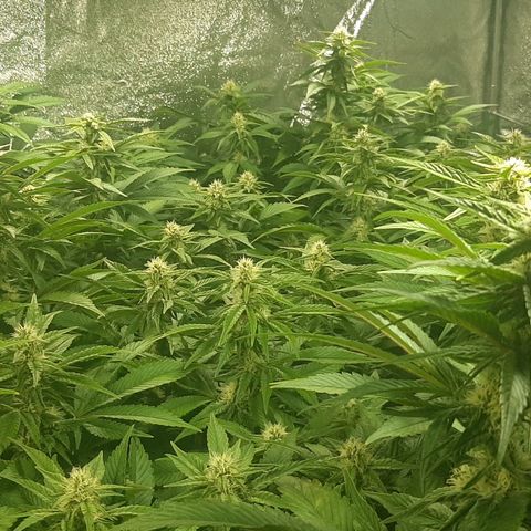 Amnesia X Buddha Kush growlog timeline photo