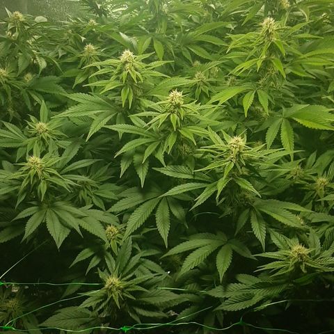 Amnesia X Buddha Kush growlog timeline photo