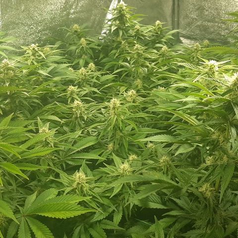 Amnesia X Buddha Kush growlog timeline photo