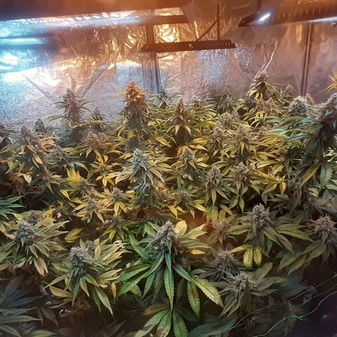 Amnesia X Buddha Kush growlog timeline photo