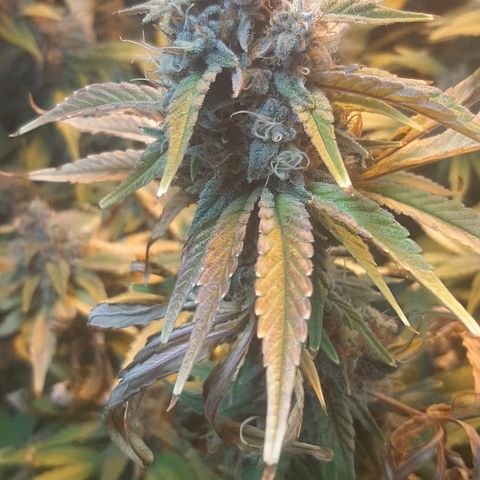 Amnesia X Buddha Kush growlog timeline photo