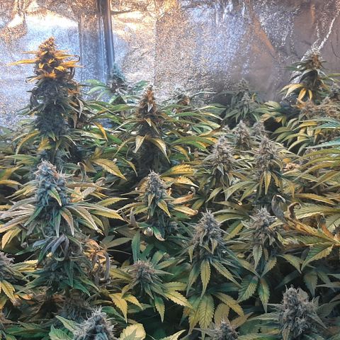 Amnesia X Buddha Kush growlog timeline photo