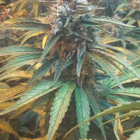 Amnesia X Buddha Kush growlog timeline photo