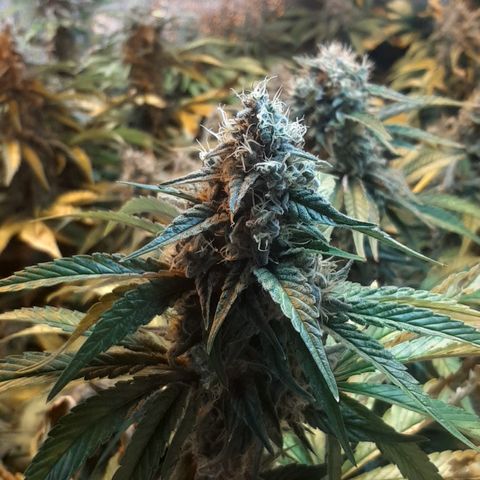 Amnesia X Buddha Kush growlog timeline photo