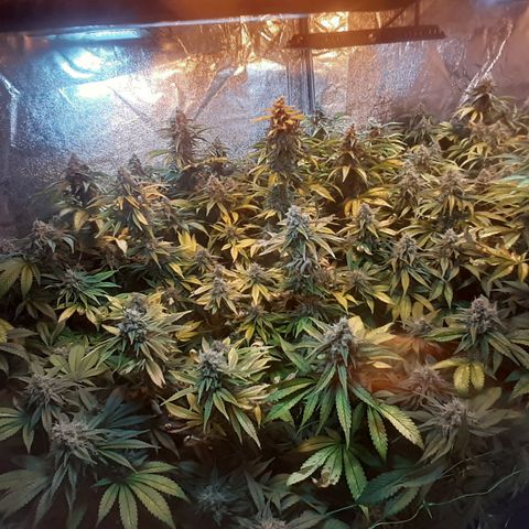 Amnesia X Buddha Kush growlog timeline photo