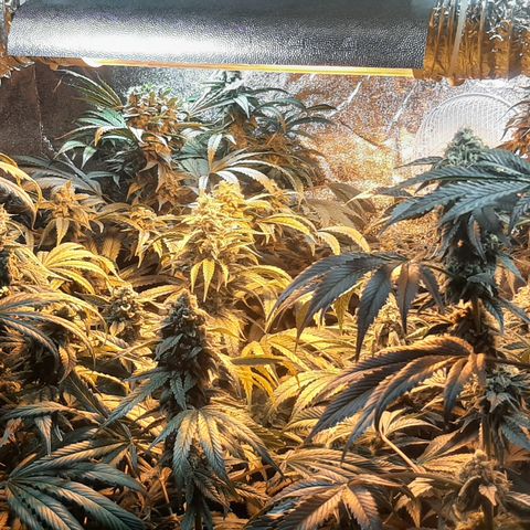 Viggos Random #101 growlog photo: 1 week before harvest