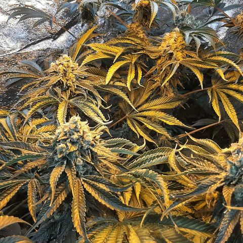 Viggos Random #101 growlog photo: 1 week before harvest