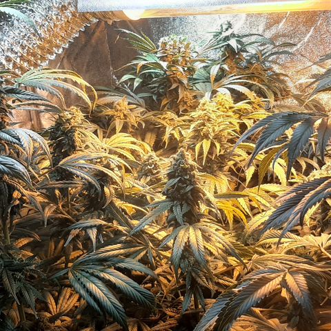 Viggos Random #101 growlog photo: 1 week before harvest