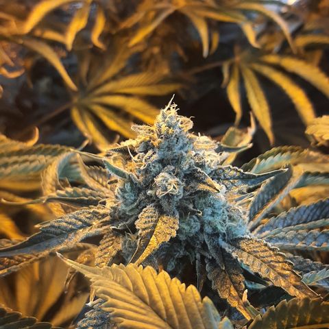 Viggos Random #101 growlog photo: 1 week before harvest