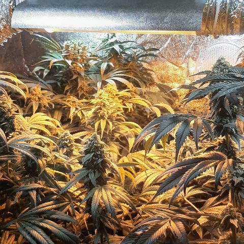 Viggos Random #101 growlog photo: 1 week before harvest