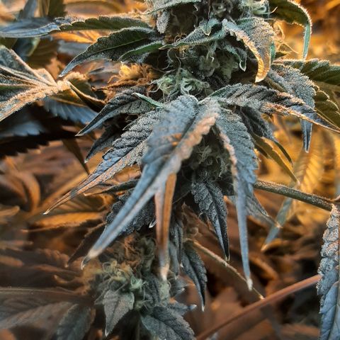 Viggos Random #101 growlog photo: 1 week before harvest