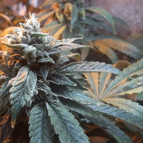 Viggos Random #101 growlog photo: 1 week before harvest