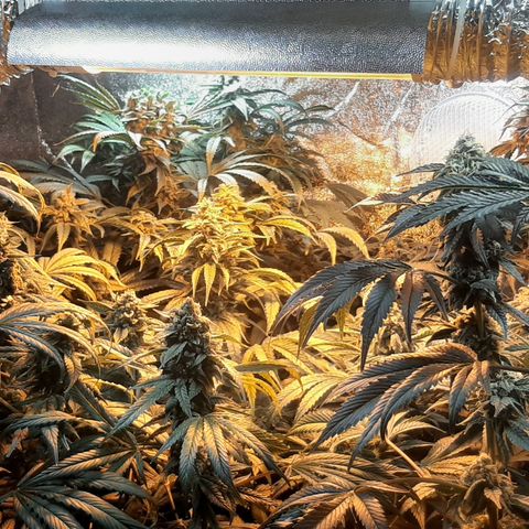 Viggos Random #101 growlog photo: 1 week before harvest
