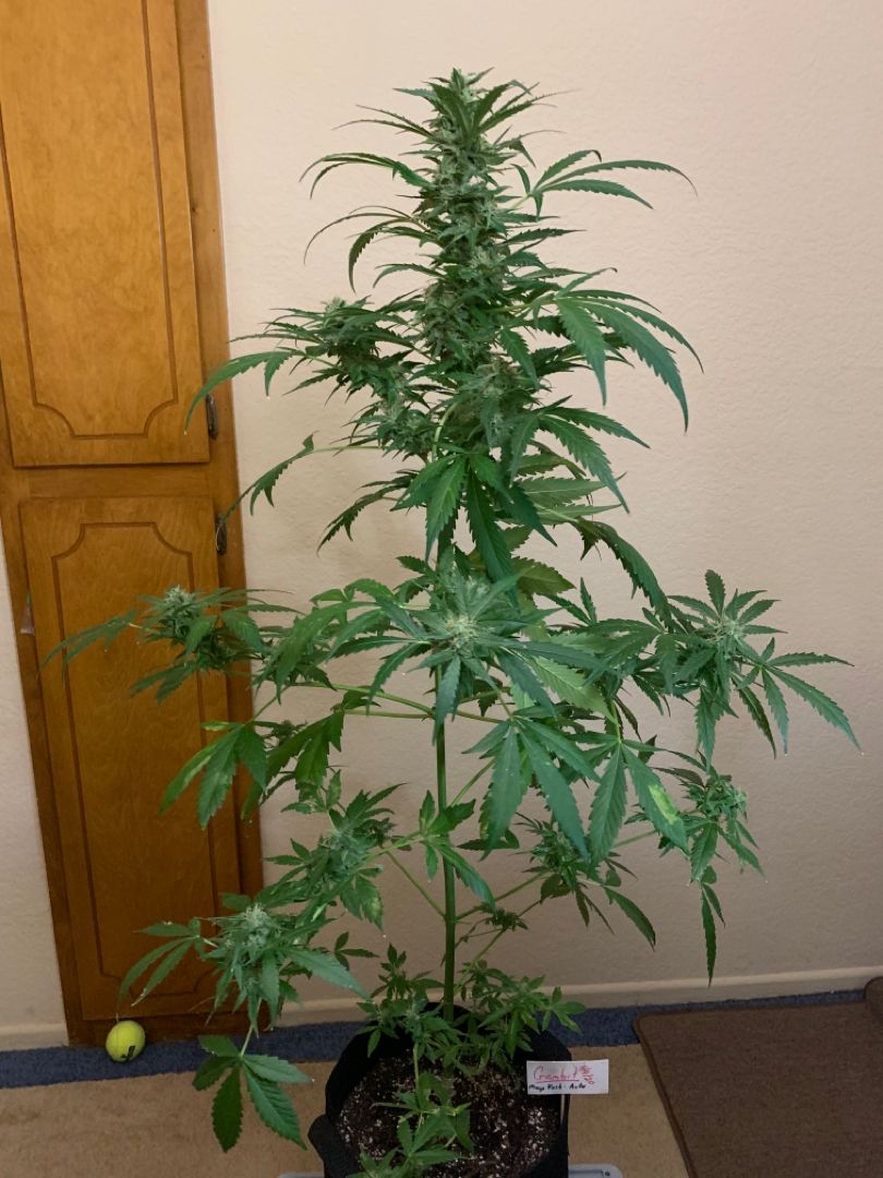 Gambit growlog header