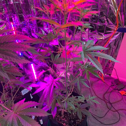 Gambit growlog photo
