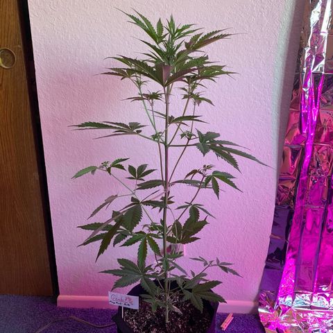 Gambit growlog photo