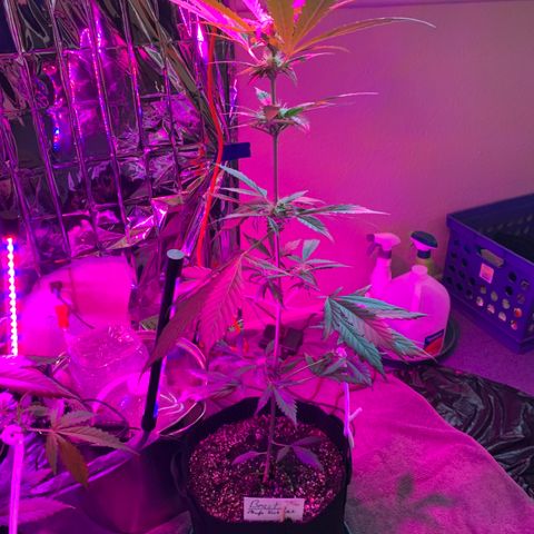 Beast growlog timeline photo