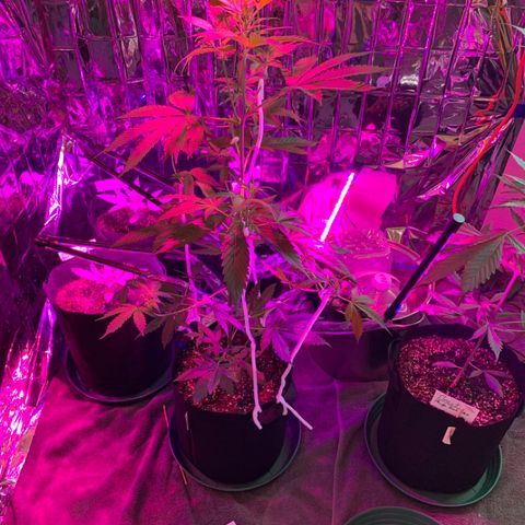 Gambit growlog photo