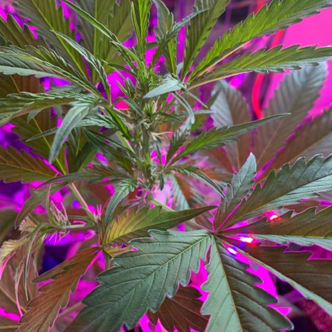 Gambit growlog photo