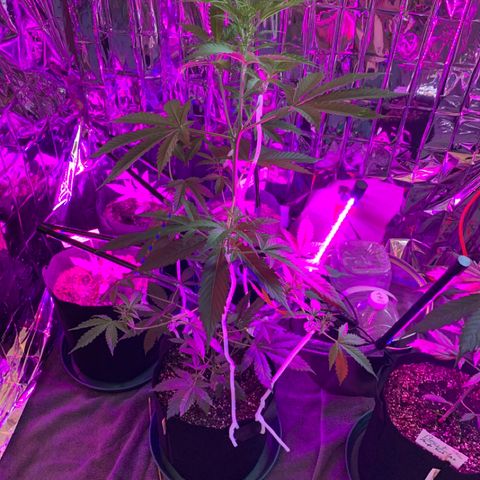 Gambit growlog photo