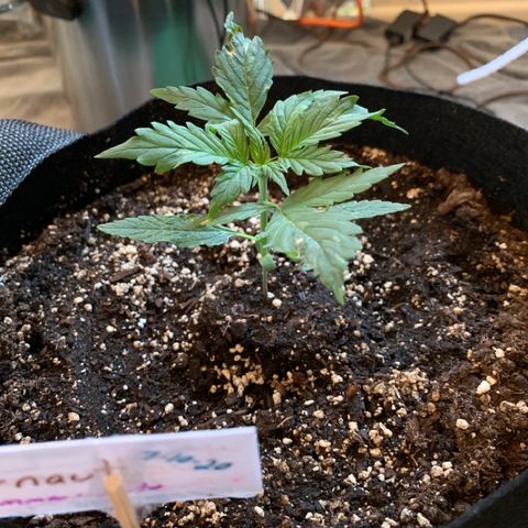 Juggernaut  growlog timeline photo