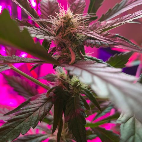Beast growlog timeline photo