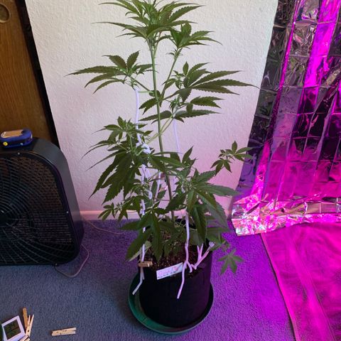 Gambit growlog timeline photo