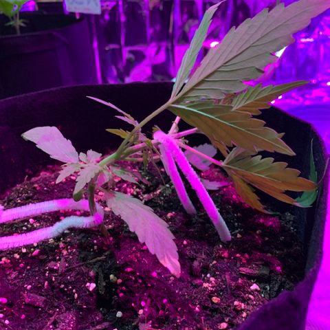 Stryker growlog timeline photo
