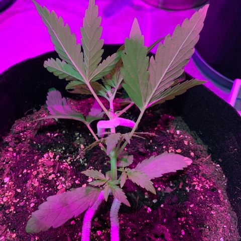 Stryker growlog timeline photo