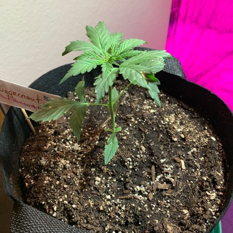Juggernaut  growlog timeline photo