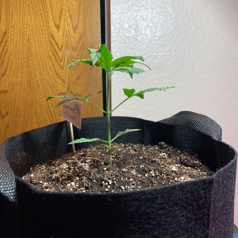 Juggernaut  growlog timeline photo
