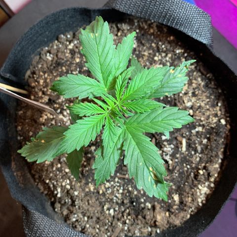 Juggernaut  growlog timeline photo
