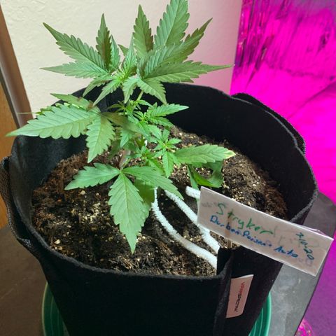 Stryker growlog timeline photo