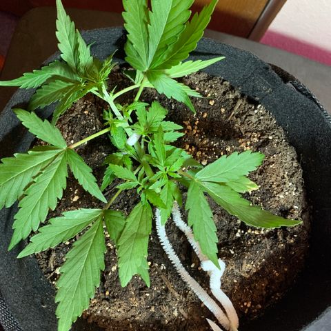 Stryker growlog timeline photo