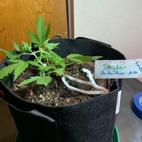 Stryker growlog timeline photo
