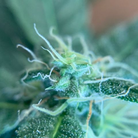 Beast growlog timeline photo