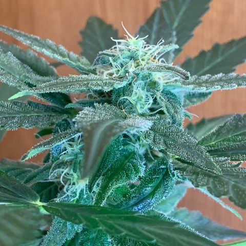 Beast growlog timeline photo