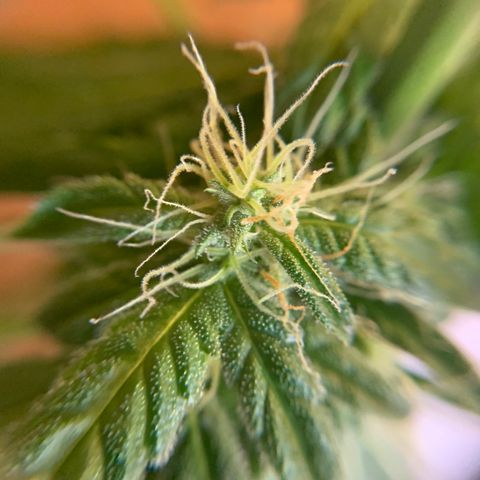 Beast growlog timeline photo